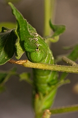 tomato worm-img_828006